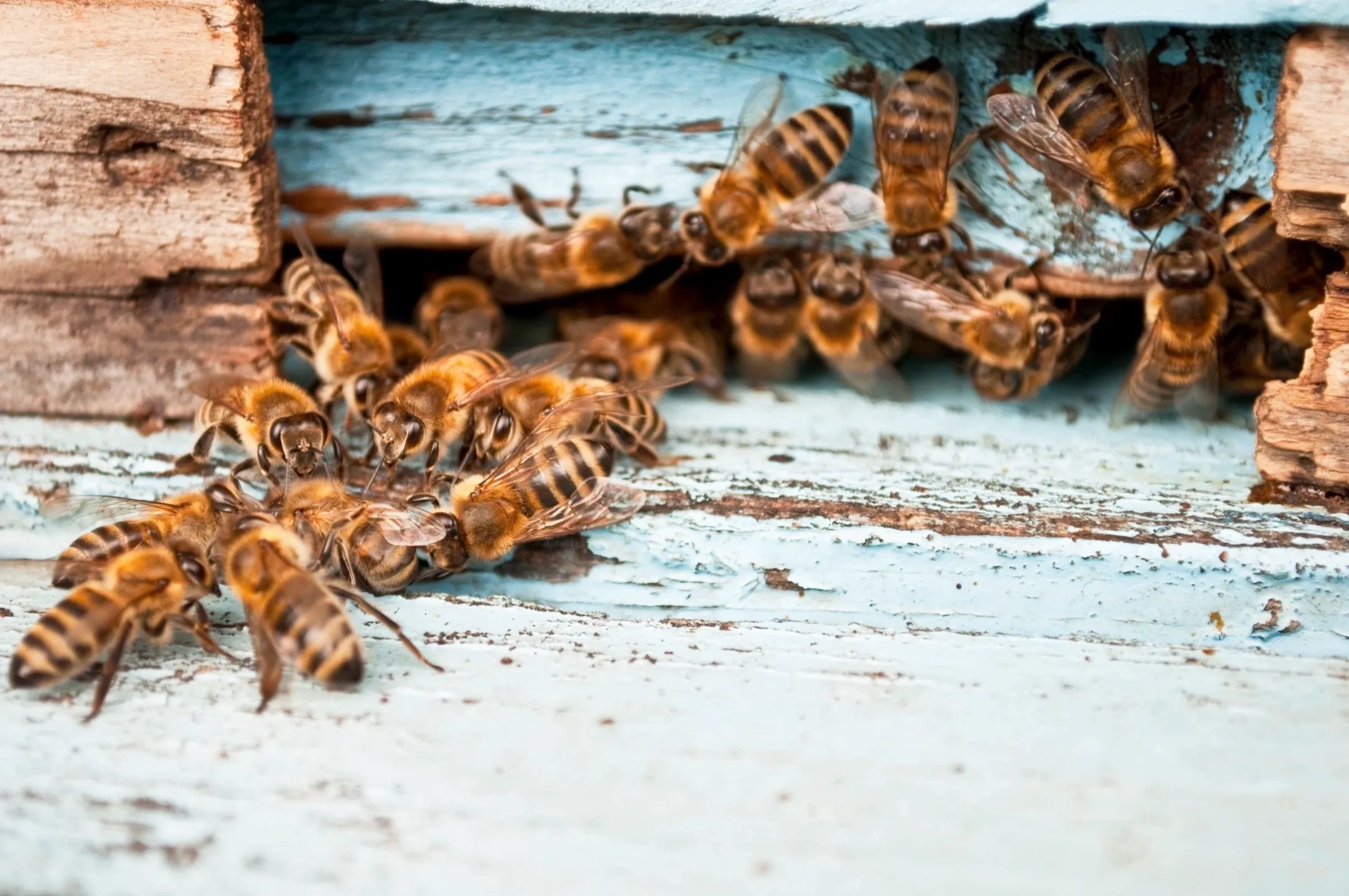 Bees at beehive entrance close up
