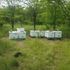 Beehives in green meadow apiary