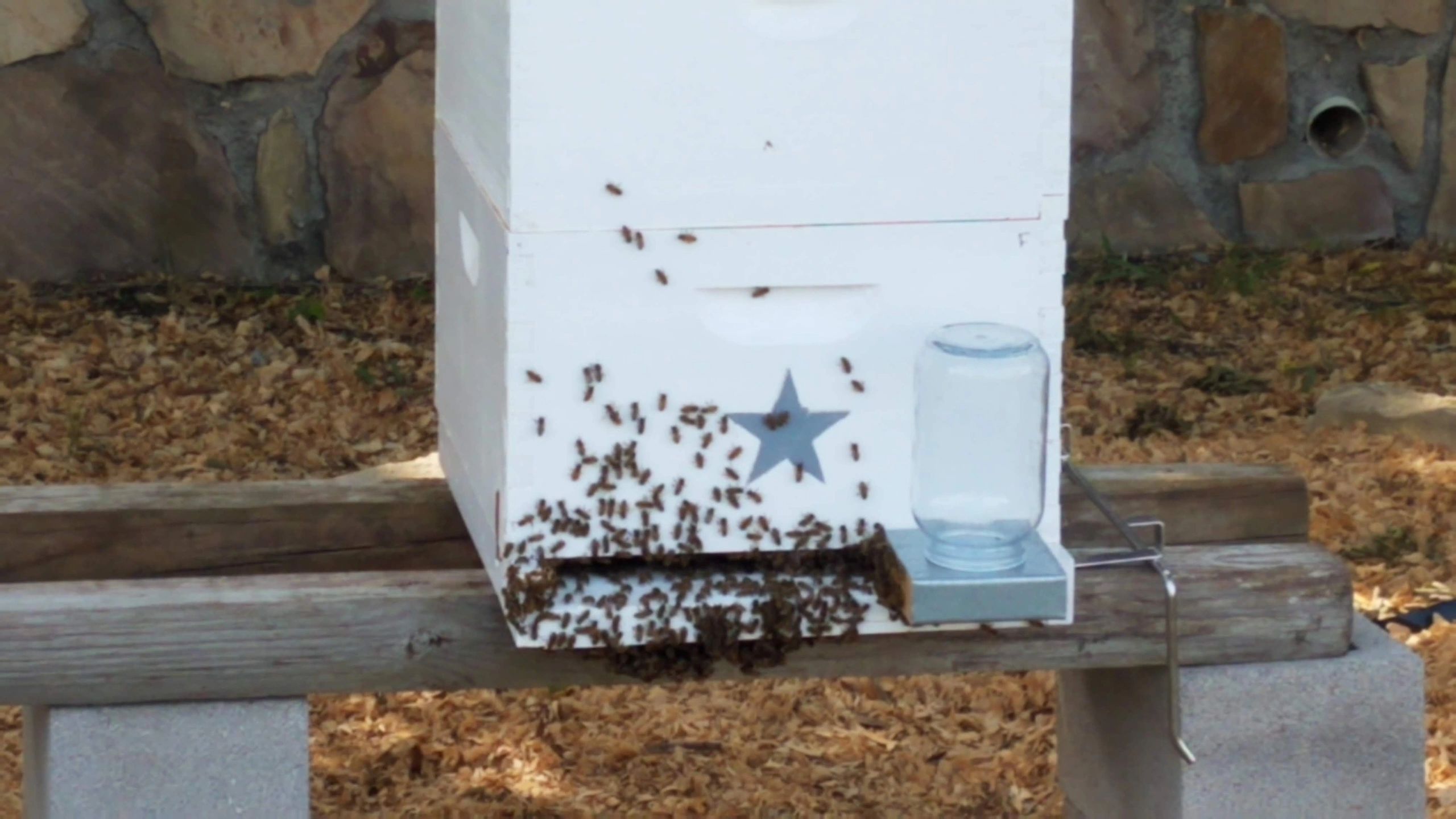 Beehive observation box outdoors