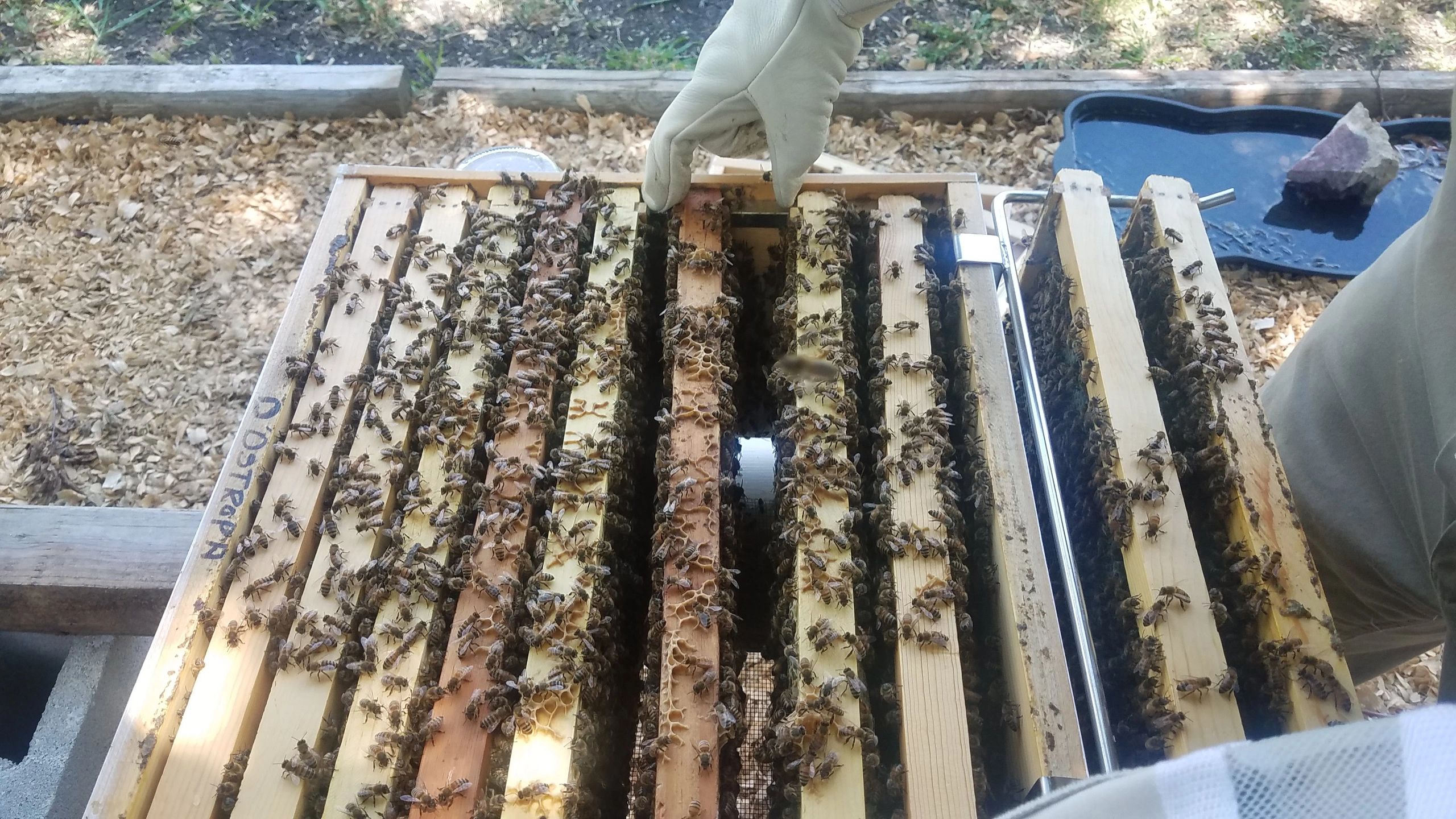 Beekeeper inspecting hive frame