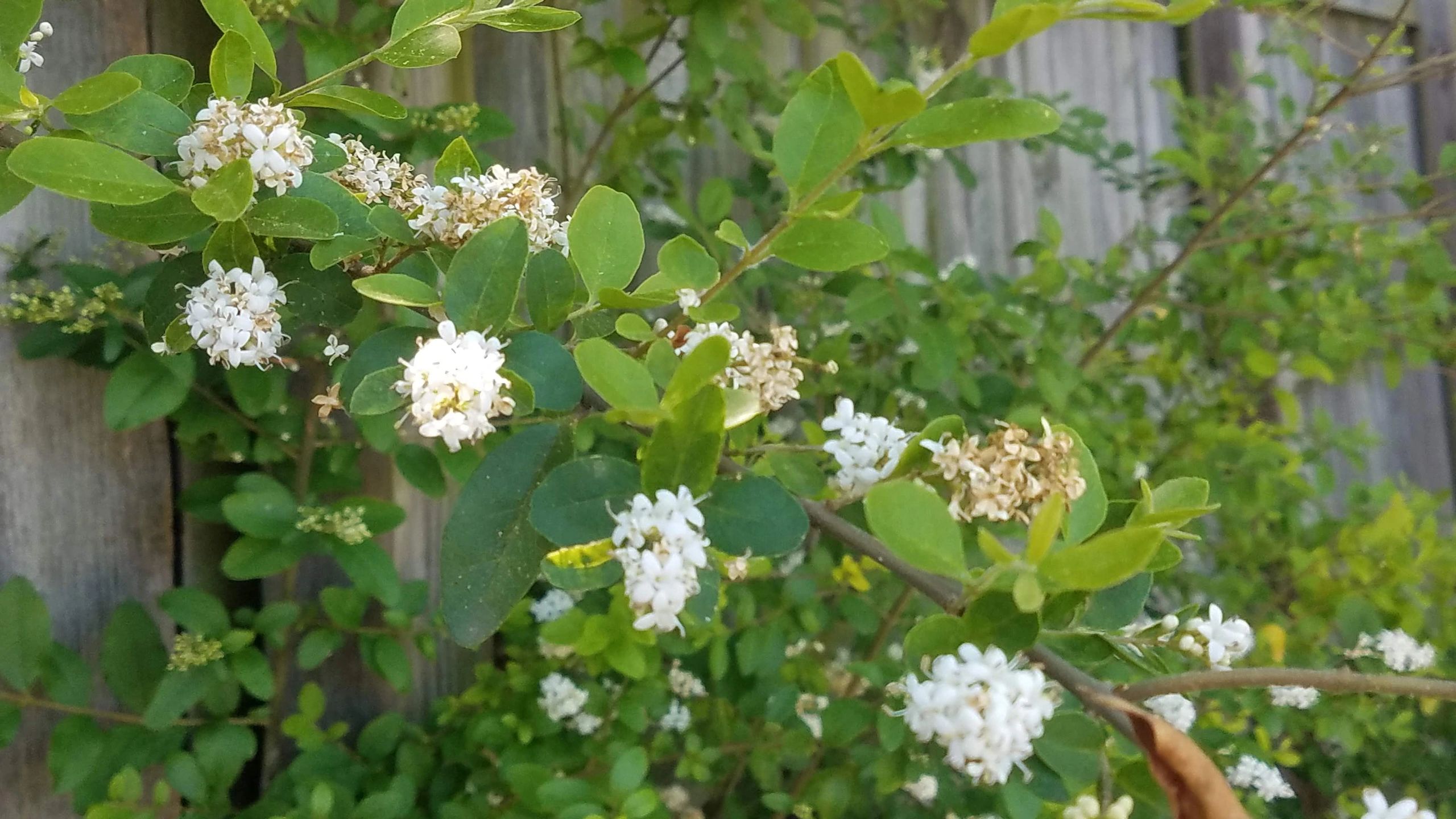Flowering shrub white blooms spring
