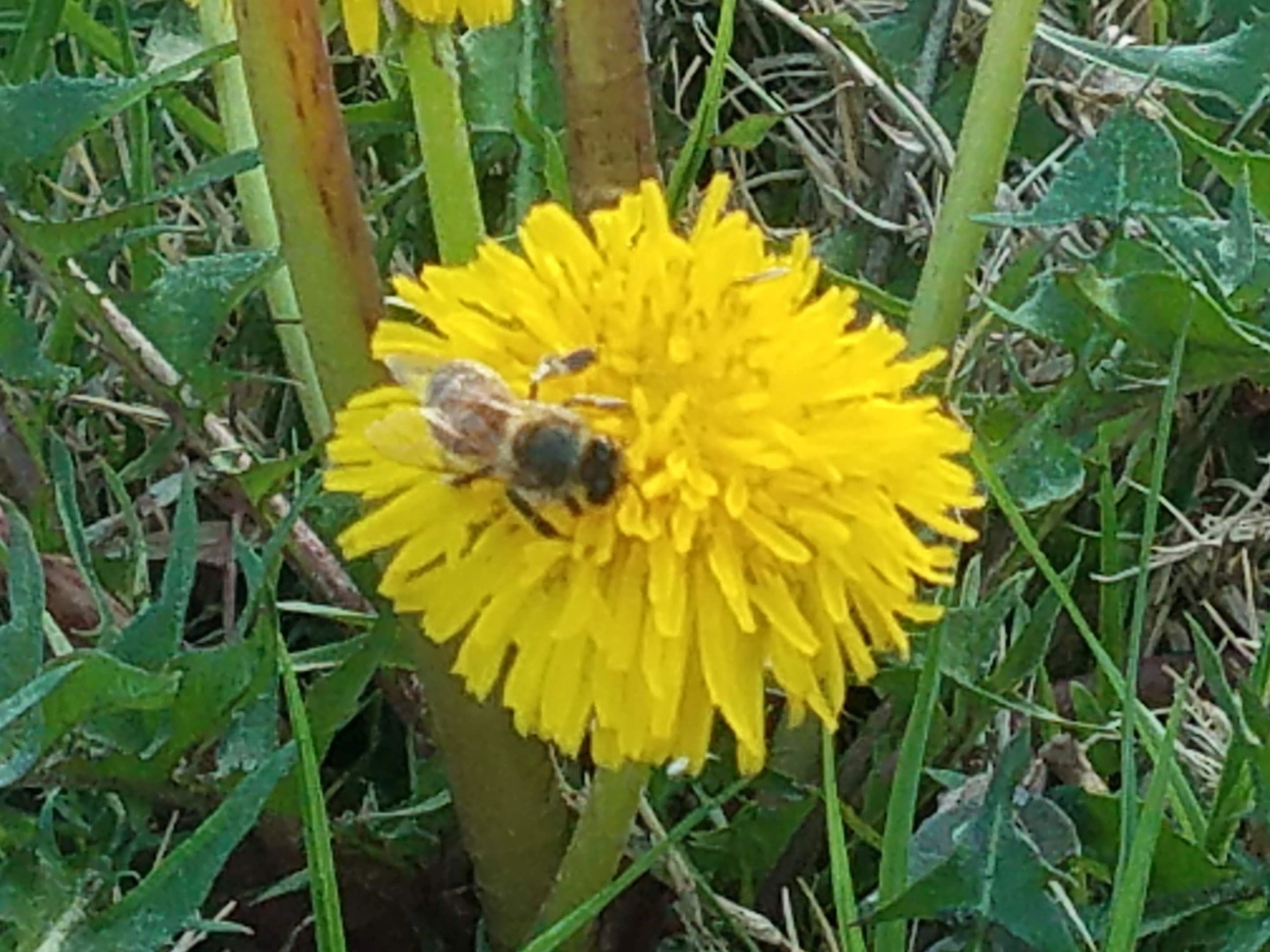 Dandelion with bee pollination