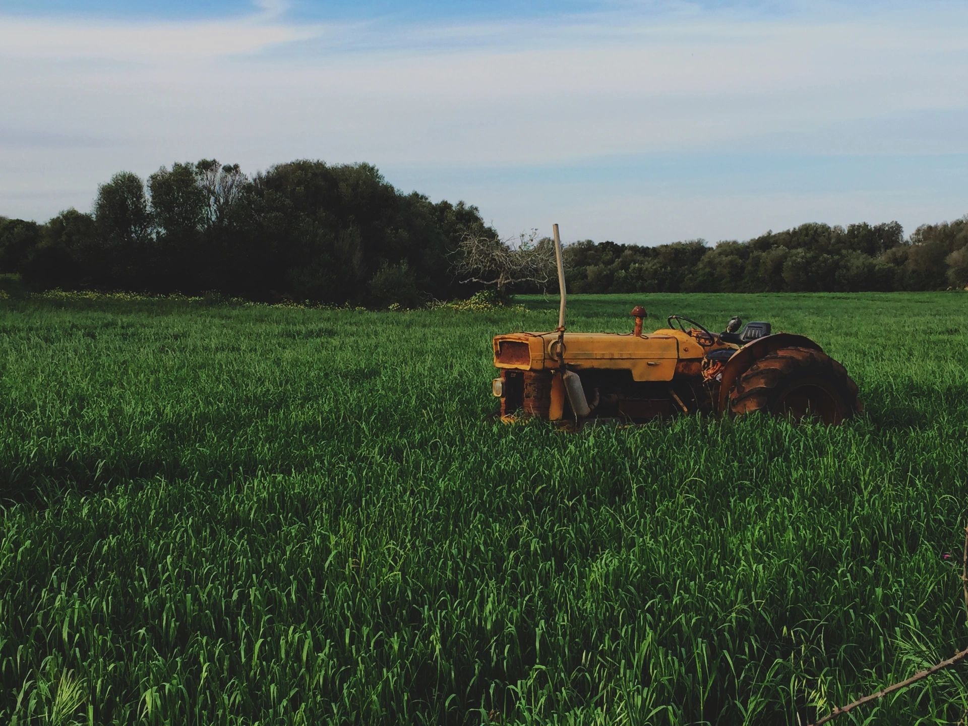 Vintage tractor cornfield rural